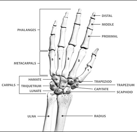 Grafico delle ossa di polso e mano